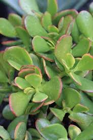 Image result for Crassula zombensis