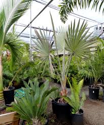 Wyndham garden san diego suites are equipped with a work desk and a coffee maker. A Visit To Walter Andersen Nursery In San Diego Garden Nursery Nursery Plant Nursery