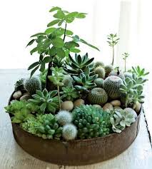 Sukkulenten In Flacher Schale In 2020 Succulent Garden Diy Succulent Garden Indoor Succulents Diy