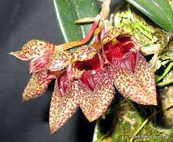 Image result for Bulbophyllum X chikukwa