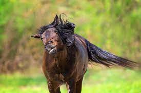 Top 7 Insects Found At The Barn How To Protect Your Horse