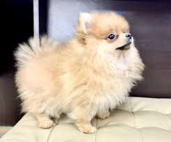 Pomeranian For Sale Call 81352277 Now In 2020 Pomeranian Puppy For Sale Pomeranian For Sale Pomeranian Dog