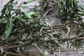 みかんの枝葉の草木染め