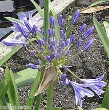 La violetta è il fiore più discreto che rende i profumi timide dichiarazioni. Agapanthus Blu Pacifico Fiori Blu Violetto Giardino Pianta Ex 2 Litri Pot Ebay
