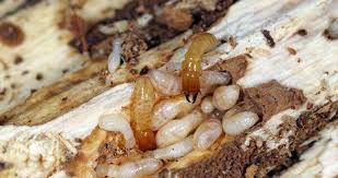 Find pest control for bed bugs in pinellas county. Cameron Termite Pest Control Bugs Saint Petersburg Fl