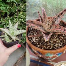 Its plug and play easy set up enables you to unpack the package, set up the before you go to the market to buy hps grow lights, you should know about some things. My Pink Blush Aloe Before After Just 3 Months Under A Grow Light Succulents