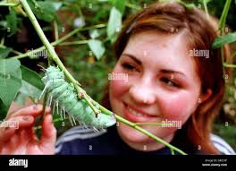 From caterpillar to moth hi-res stock photography and images