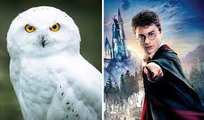 Brought to you by wizarding world digital, a partnership between warner bros. Warner Bros Bans Captive Owls At Harry Potter Shows Vegnews