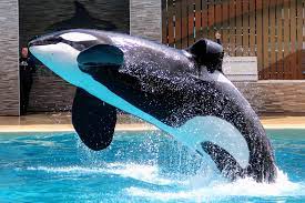 trua's tiny breach . . . #trua #orca #killerwhale #whale #orcaencounter  #seaworld #orlando