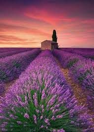 Pin By Abraham Ndungu On Funny Animals Beautiful Landscapes Lavender Fields Beautiful Nature