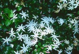 Image result for Jasminum stenolobum