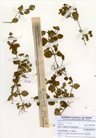 Image result for Micrargeria filiformis