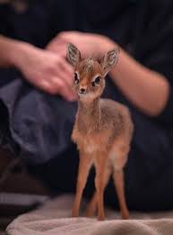 مكشات A Twitter يطلق على صغير الغزال عدة أسماء في اللغة العربية منها الش ادن للص غير الذي اشتد ع وده قليلا فترك أم ه وأصبح يعتمد على نفسه مكشات Https T Co Jzlmxbtkva