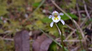 Check spelling or type a new query. Hd Wallpaper New Zealand Upper Waitati Dunedin Flower Native Odd Leaved Orchid Wallpaper Flare