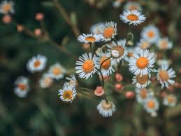 In the fall, it produces striking blue berries. Free Images Flower Heath Aster Flowering Plant Small White Aster Spring Wildflower Close Up Daisy Family Petal Branch Plant Stem Macro Photography Annual Plant Perennial Plant 4608x3456 1526625 Free Stock Photos Pxhere
