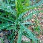 Image result for Launaea cornuta