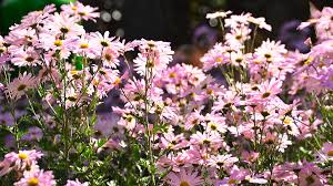 Check spelling or type a new query. Purple Wild Flowers At Vines Botanical Gardens In Georgia Photograph By Adrian De Leon Art And Photography