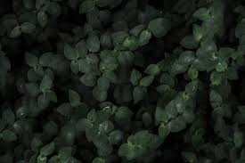 Stunning free images & royalty free stock. Dark Plant Background Free Stock Photo Picjumbo