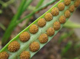 Image result for Lepisorus