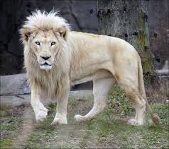 De hecho el mes de octubre de 2019 fue el octubre más seco registrado en el sur de australia, y el mes de enero de 2019 el mes más caluroso jamás registrado en el país. Los Leones Blancos De Timbavati En Sudafrica