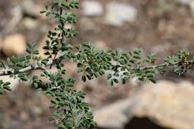 Image result for Acacia mellifera