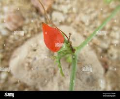 Image result for Corallocarpus welwitschii