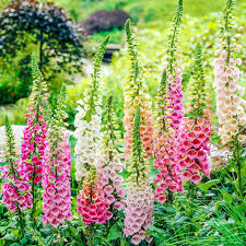 Spring Hill Nurseries Foxglove Digitalis Mixture Live Bareroot Perennial Plants Multi Colored Flowe Shade Perennials Shade Loving Perennials Perennial Plants
