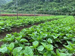 LỢI ÍCH CỦA CANH TÁC TRỒNG RAU HỮU CƠ