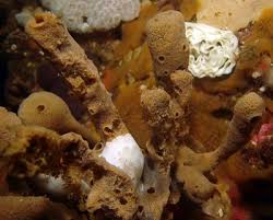 Image result for Selago dinteri