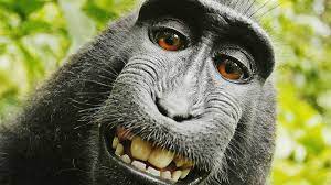 Free Monkey Wallpapers Wallpaper Animals Wild Monkey Cute Animals