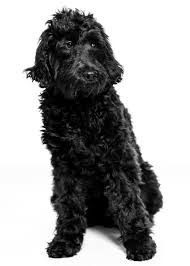 Because the labradoodle is a crossbreed and not a breed, puppies do not have consistently predictable characteristics. Solon Oh Labradoodle Meet Doodle A Pet For Adoption