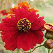 Plains Coreopsis Seeds Tall Red Flower Seeds In Packets Bulk Eden Brothers Flower Seeds Flower Seeds Online Pollinator Plants