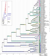 Image result for Viscum bagshawei