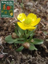 Image result for Ranunculaceae