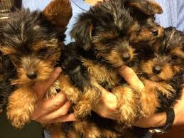 Looking for yorkshire terrier puppies? Beautiful Yorkshire Terrier Puppies Abu Dhabi Dubai Classifieds