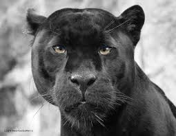 Pin By Madcat008 On Begera Black Jaguar Cool Pets Animal Faces