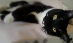 Sometimes the fluids move from the back to the side but this is simply movement i don't really see how fluids given subcutaneously at the shoulders could move to the abdomen and cause a problem. Giving Subcutaneous Fluids Subq Fluids Feline Disease Management