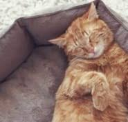 We offer affordable health care for your family's best friend. Algonquin Animal Hospital Opening Hours 1945 Baseline Rd Ottawa On