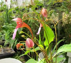 Image result for Impatiens gomphophylla
