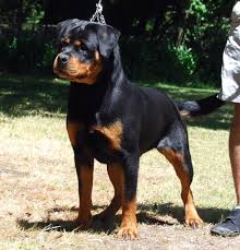 Find rottweiler puppies for sale on pets4you.com. Rottweiler Dogs Rottweiler Puppies And Rottweiler Semen