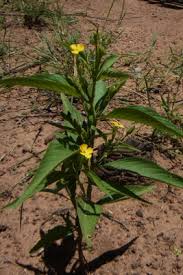 Image result for Streptopetalum