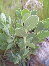 Image result for Lopholaena sp.no.1