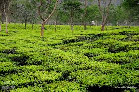 Kaziranga National Park, Assam, India – A Complete Travel Guide ...