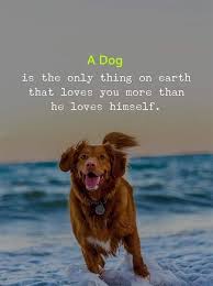 Pin By Self Caid On Self Care Quotes Dog Quotes Animal Quotes Dog Love