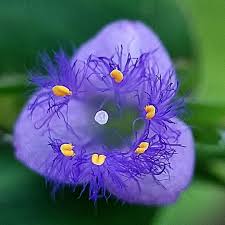 Image result for Cyanotis longifolia