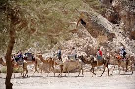 Why Camel Traders Are Getting The Hump