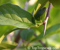 Image result for Alangiaceae