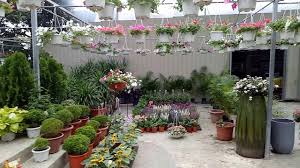 Untuk memastikan toko online tanaman hias tersebut terpercaya atau tidak, itu bisa dilakukan dengan mengikuti rekam jejaknya, apakah ada banyak ulasan dari seseorang, apakah ulasan tersebut buruk atau tidak, lalu apakah mereka kerap mengupdate foto terbaru atau tidak. Toko Tanaman Hias Di Malaysia Youtube