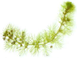 Image result for Utricularia reflexa