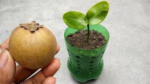 The pouteria sapota is commonly called the mamey cuban fruit tree because it is the national fruit of cuba. Grow Sapodilla Faster At Home Grow Plants From Seeds Youtube
